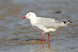 Silver Gull